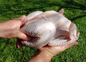 two hands holding out a home-grown, home-processed chicken