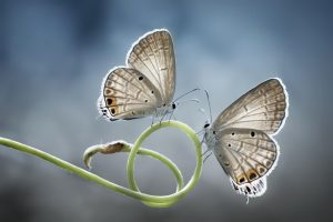 two butterflies touching antenna together