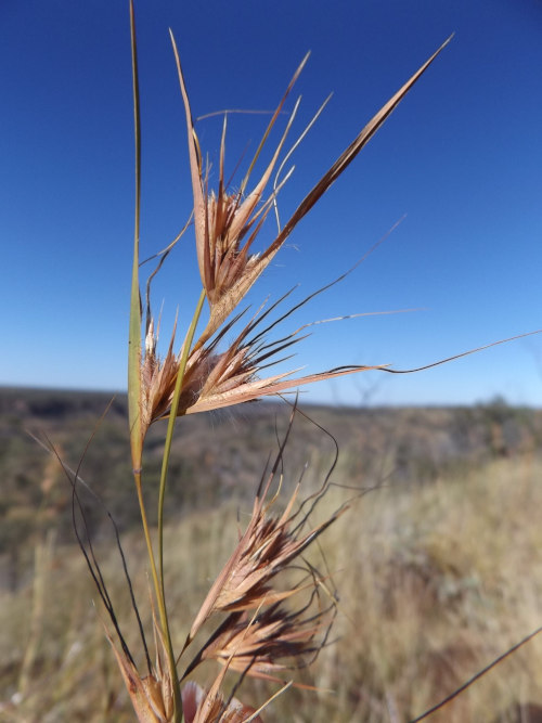 Captured moment, grass seed against sky at Porcupine George by Kate @ A Real Green Life_DSCF1662.500px