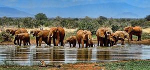 Elephants drinking and bathing together