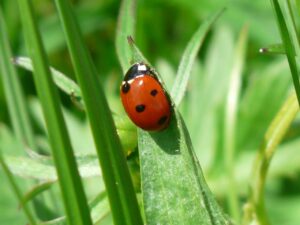 a ladybird at the end of a blade of grass