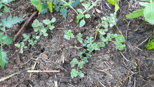 a young purslane plant freshly transplanted into my garden bed