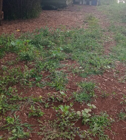 The slope below our shed where I found purslane growing wild