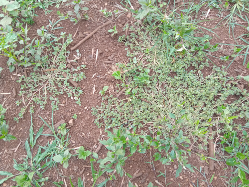 Purslane colonizing bare ground in a gateway