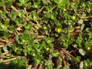 Purslane_Portulacaoleracea_ is a nutritious ground covering edible weed or herb