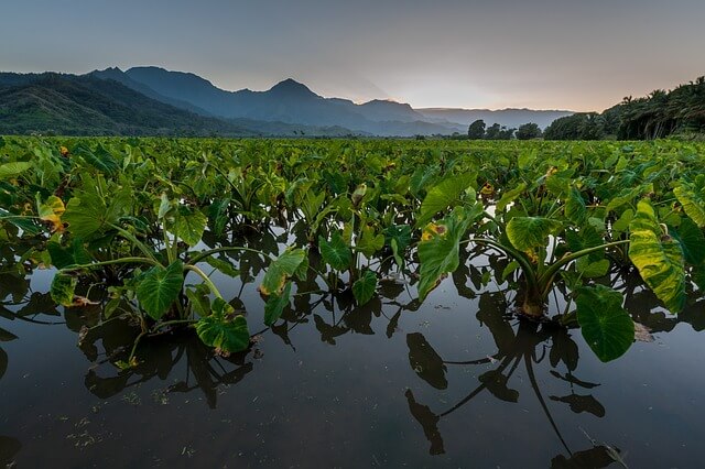 Taro field under water, possibly in Hawai'i where taro is a staple food with special cultural significance