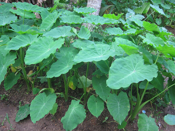 Taro: Nutritious Homegrown Carbohydrate | A Real Green Life