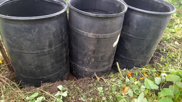 44 gallon containers in place ready to fill with soil for sweet potatoes