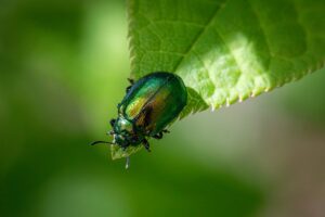 calm green beetle on tip of a leaf