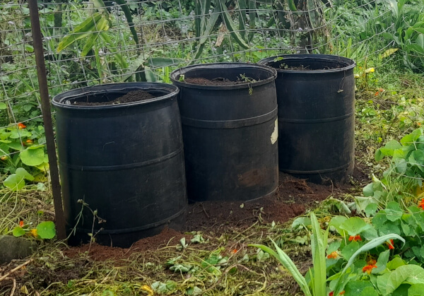 barrels filled with soil and ready to plant sweet potato runners or slips 