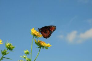 a butterfly and flower against a clear sky