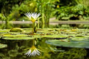 White water lily and dragonfly on still pond, illustrating the quiet space needed for mindful intention setting