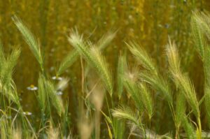 Field of young organic oats with wildflowers representing mindful eating and connection to food sources.