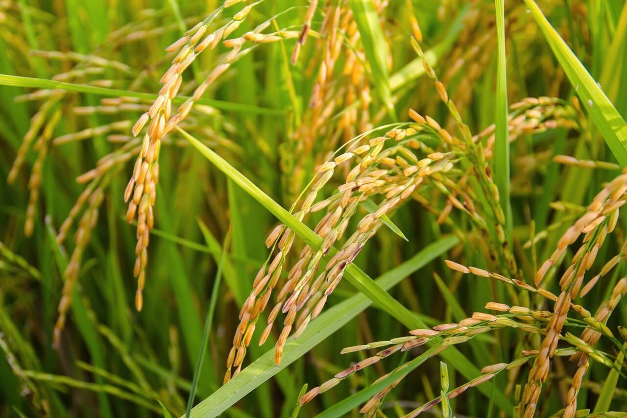 Strange Rice Rreal Photo Soak Brown Rice with a Perpetual Starter for Better Nutrition