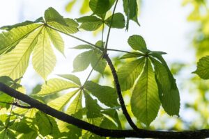 Sunlight streaming through green leaves, symbolizing connection to a friendly universe