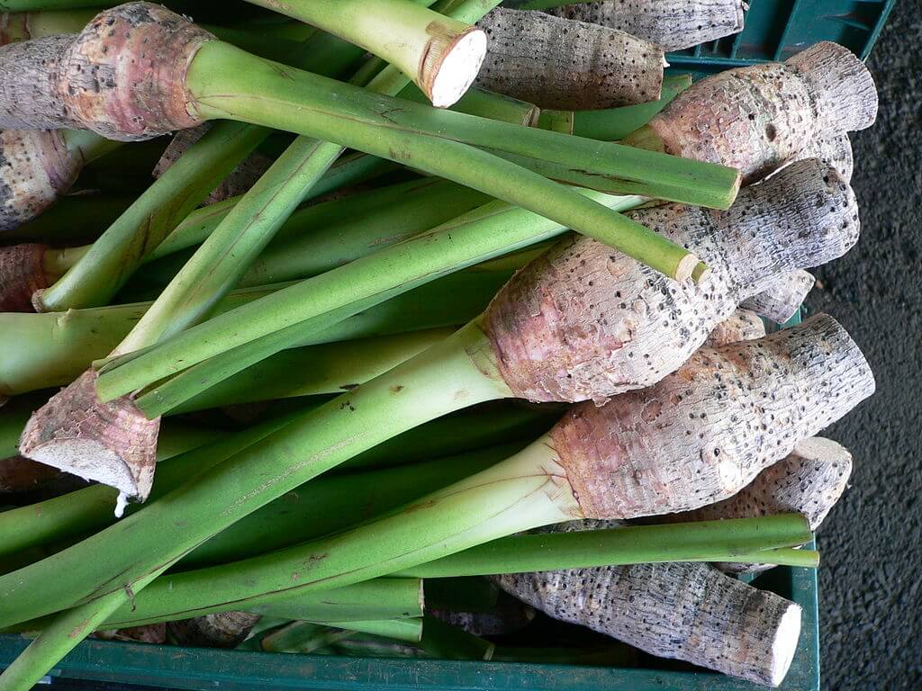 taro corms harvested, cleaned, tops left on