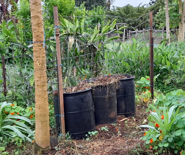 row of containers with trellis above for sweet potato vines to climb  