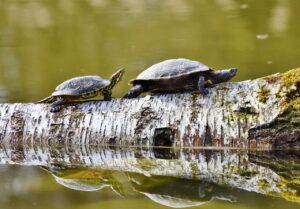 Two turtles resting on a log, reflected in a sunlit pond.